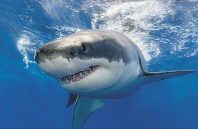 HAI! Fortellerstund for barn med marinbiolog Henning Røed